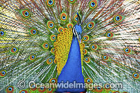 Peacock Photo - Gary Bell