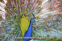 Peacock during courtship display Photo - Gary Bell