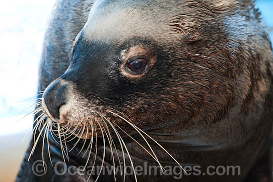 Australian Fur Seal Arctocephalus pusillus photo Australian Fur Seal Arctocephalus pusillus photo