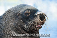 Australian Fur Seal with fish on nose Photo - Gary Bell