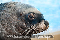 Australian Fur Seal Arctocephalus pusillus Photo - Gary Bell
