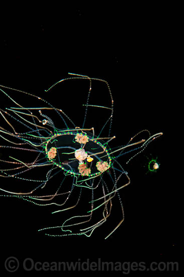 Medusa Jellyfish at night photo Medusa Jellyfish at night photo