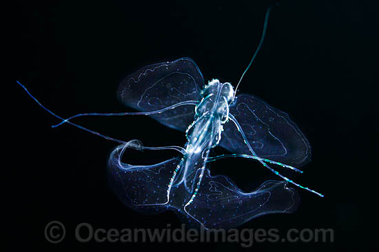 Comb Jelly in feeding mode photo Comb Jelly in feeding mode photo