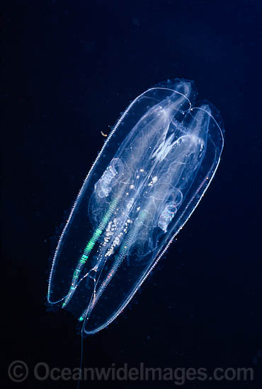 Winged Comb Jelly Leucothea multicornis photo Winged Comb Jelly Leucothea multicornis photo