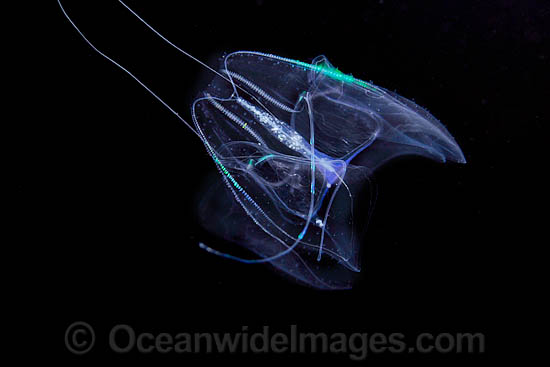 Ctenophore or Comb Jelly photo Ctenophore or Comb Jelly photo