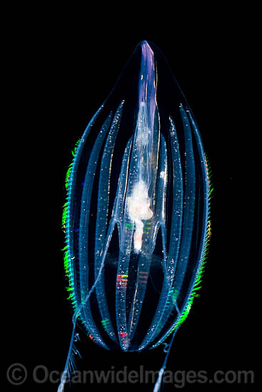 Comb Jelly GENUS: Hormiphora photo Comb Jelly GENUS: Hormiphora photo