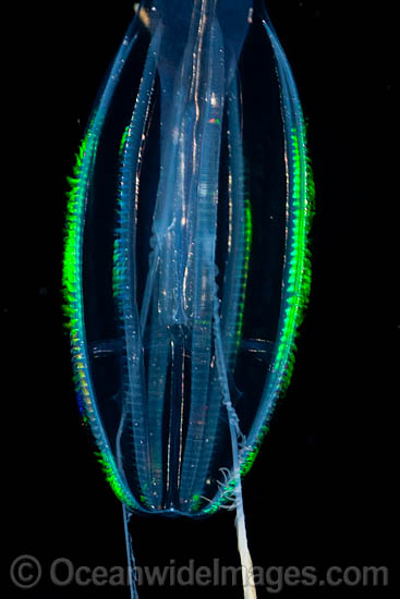 Comb Jelly GENUS: Hormiphora photo Comb Jelly GENUS: Hormiphora photo