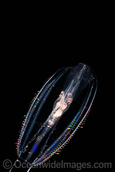 Comb Jelly photo Comb Jelly photo