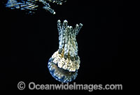 Stinging Jellyfish Mastigias papua Photo - David Fleetham