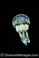 Stinging Jellyfish Mastigias papua Photo - David Fleetham
