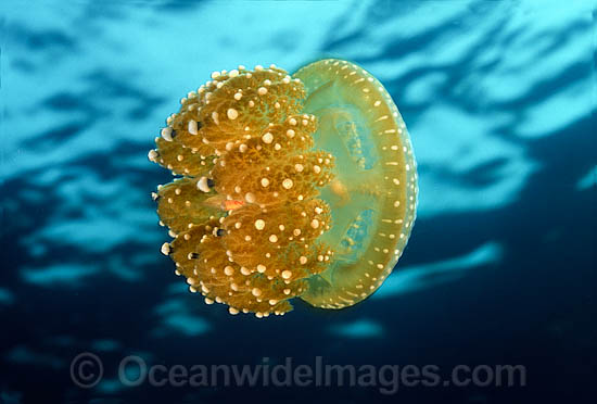 Jellyfish Phyllorhiza punctata photo Jellyfish Phyllorhiza punctata photo