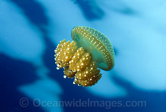 Jellyfish Phyllorhiza punctata photo Jellyfish Phyllorhiza punctata photo