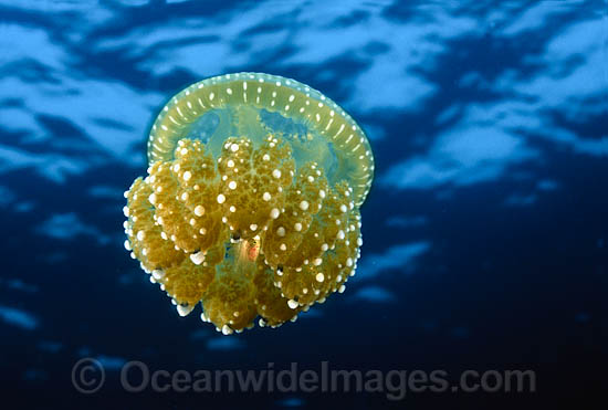 Jellyfish Phyllorhiza punctata photo Jellyfish Phyllorhiza punctata photo