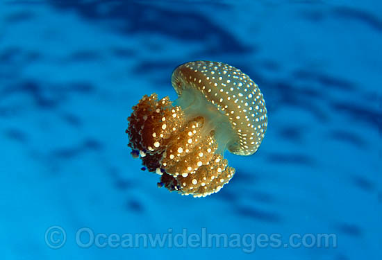 Jellyfish Phyllorhiza punctata photo Jellyfish Phyllorhiza punctata photo
