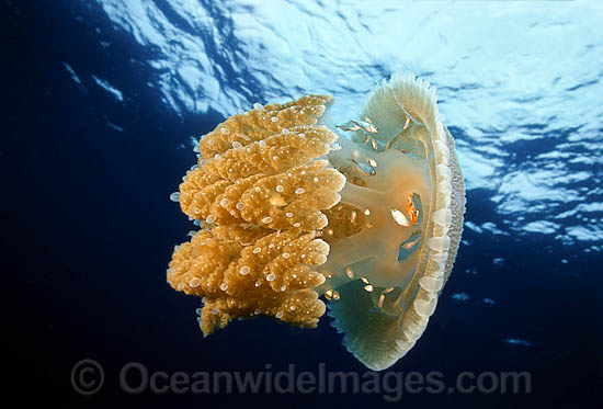 Jacks amongst Jellyfish tentacles photo Jacks amongst Jellyfish tentacles photo