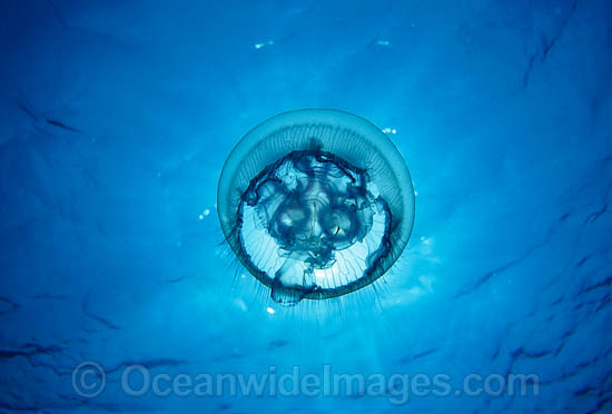 Moon Jellyfish Aurelia aurita photo Moon Jellyfish Aurelia aurita photo
