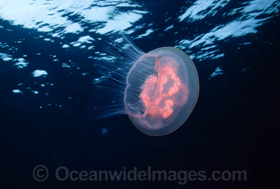 Moon Jellyfish Aurelia aurita photo Moon Jellyfish Aurelia aurita photo