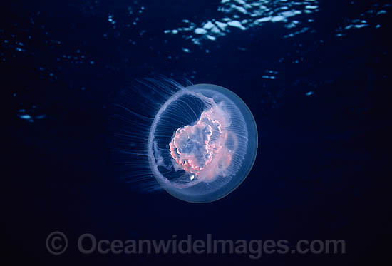 Moon Jellyfish Aurelia aurita photo Moon Jellyfish Aurelia aurita photo