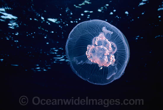 Moon Jellyfish Aurelia aurita photo Moon Jellyfish Aurelia aurita photo