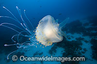Crowned Jellyfish Cephea cephea Photo - David Fleetham