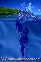 Portuguese Man-of-war Physalia physalis Photo - David Fleetham