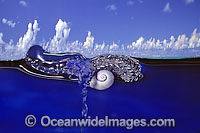 Violet Shell feeding on Portuguese Man-of-war Photo - David Fleetham