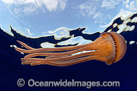 Pelagic Jellyfish Thysanostoma sp. Photo - David Fleetham