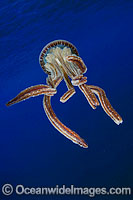 Pelagic Jellyfish Thysanostoma sp. Photo - David Fleetham