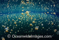 Jellyfish competing for sunlight in Jellyfish Lake Photo - David Fleetham