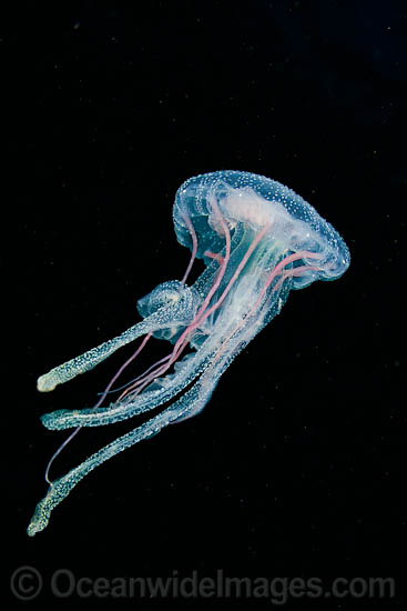 Luminescent Jellyfish Pelagia noctiluca photo Luminescent Jellyfish Pelagia noctiluca photo