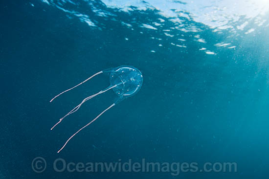 Ranston's Box Jellyfish Carybdea rastoni photo