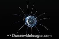 Jellyfish or Hydromedusa Photo - David Fleetham