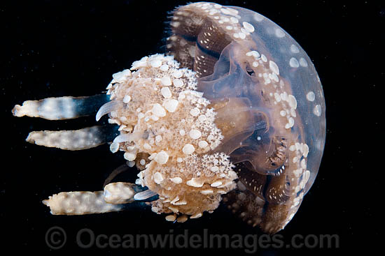 Stinging Jellyfish Mastigias papua photo Stinging Jellyfish Mastigias papua photo