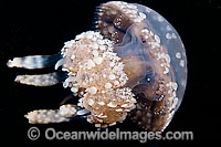 Stinging Jellyfish Mastigias papua Photo - David Fleetham