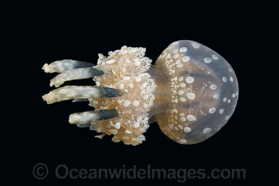 Stinging Jellyfish Mastigias papua photo Stinging Jellyfish Mastigias papua photo