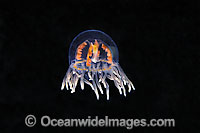 Clinging Jellyfish Gonionemus vertens Photo - David Fleetham