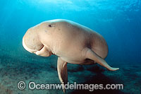 Dugong underwater Photo - David Fleetham