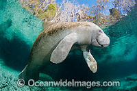 Florida Manatee Sea Cow Photo - David Fleetham