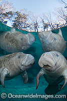 Florida Manatee Sea Cow Photo - David Fleetham