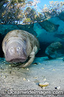 Florida Manatee Sea Cow Photo - David Fleetham