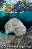 Florida Manatee Sea Cow Photo - David Fleetham
