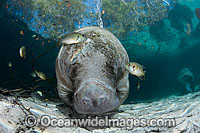 Florida Manatee Sea Cow Photo - David Fleetham
