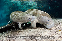 Florida Manatee mother and calf Photo - David Fleetham