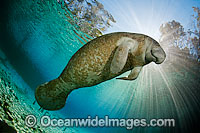 Florida Manatee Sea Cow Photo - David Fleetham
