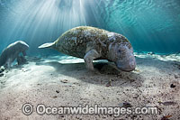 Florida Manatee Sea Cow Photo - David Fleetham