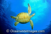 Green Sea Turtle Photo - David Fleetham