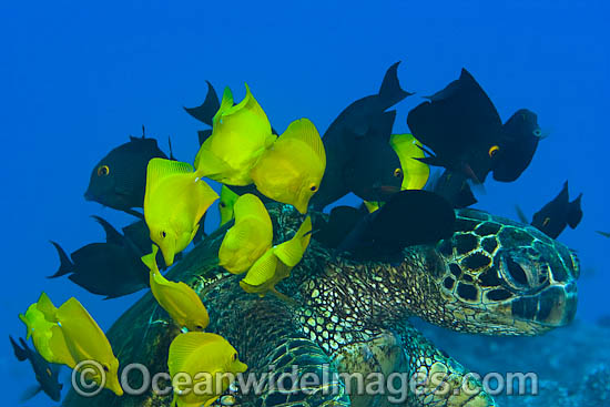 Surgeonfish cleaning Turtle photo