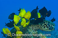 Surgeonfish cleaning Turtle Photo - David Fleetham