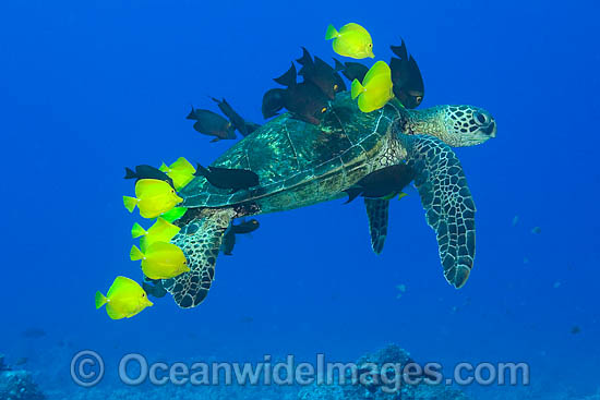 Surgeonfish cleaning Green Sea Turtle photo Surgeonfish cleaning Green Sea Turtle photo