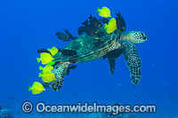 Surgeonfish cleaning Green Sea Turtle Photo - David Fleetham